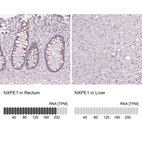 Anti-NXPE1 Antibody