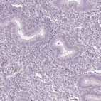 Immunohistochemical staining of human endometrium shows no positivity in glandular cells as expected.