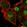 Anti-CCND2 Antibody