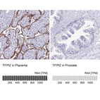 Anti-TFPI2 Antibody