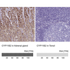 Anti-CYP11B2 Antibody