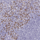 Anti-TLR4 Antibody