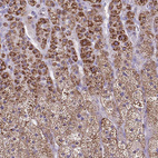 Immunohistochemical staining of human Adrenal gland shows strong granular cytoplasmic positivity in glandular cells.