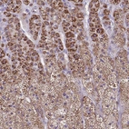 Immunohistochemical staining of human Adrenal gland shows strong granular cytoplasmic positivity in glandular cells.