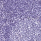 Immunohistochemical staining of human Tonsil shows no positivity in non-germinal center cells as expected.
