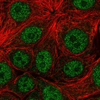 Immunofluorescent staining of human cell line MCF7 shows localization to nucleoplasm.