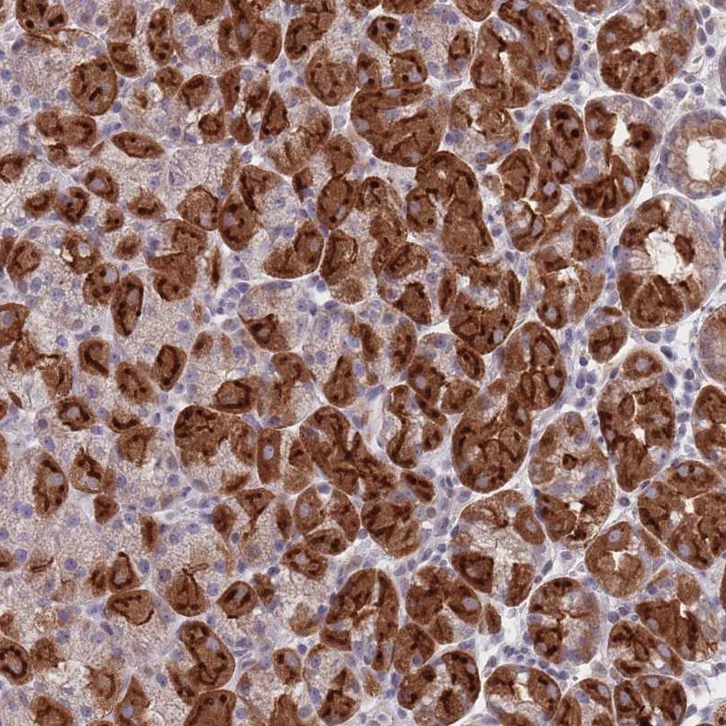 Anti-PEX7 Antibody