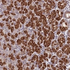Anti-PEX7 Antibody