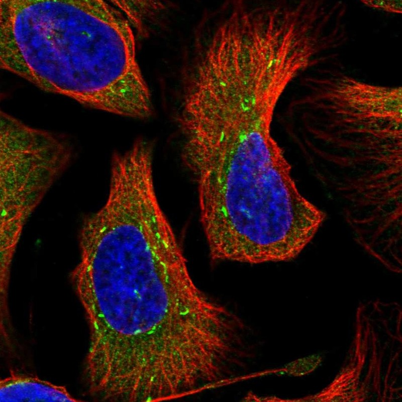 Anti-DNAJC21 Antibody