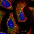 Anti-DNAJC21 Antibody