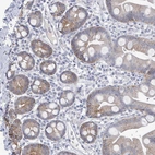 Immunohistochemical staining of human small intestine shows weak granular cytoplasmic positivity in glandular cells.