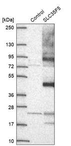 Western blot analysis in control (vector only transfected HEK293T lysate) and SLC35F5 over-expression lysate (Co-expressed with a C-terminal myc-DDK tag (~3.1 kDa) in mammalian HEK293T cells, LY403057).