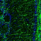 Anti-MBP Antibody