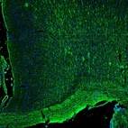 Immunofluorescence staining of mouse cerebral cortex shows labeling of neuronal processes in motor cortex and in corpus callosum.