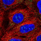 Immunofluorescent staining of human cell line A-431 shows localization to nucleoli fibrillar center & peroxisomes.