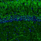 Immunofluorescence staining of mouse hippocampus shows positivity in neuronal processes in the CA1 layer.
