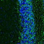 Immunofluorescence staining of mouse cerebellum shows immunoreactivity in granular cell layer and in white matter.