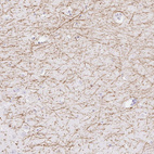 Immunohistochemical staining of human hippocampus shows moderate immunoreactivity in myelinated fibers.