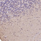 Anti-MBP Antibody