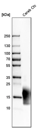 Western blot analysis in human cerebral cortex tissue.