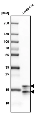Western blot analysis in mouse cerebral cortex tissue.