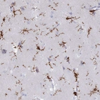 Anti-AIF1 Antibody