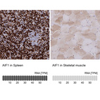 Anti-AIF1 Antibody