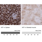 Immunohistochemistry analysis in human spleen and skeletal muscle tissues using HPA049234 antibody. Corresponding AIF1 RNA-seq data are presented for the same tissues.
