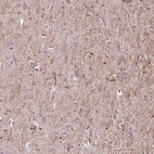 Anti-MEGF8 Antibody