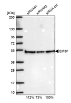Anti-EIF3F Antibody