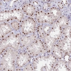 Immunohistochemical staining of human kidney shows strong nuclear positivity in cells in tubules.