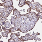 Immunohistochemical staining of human placenta shows moderate membranous positivity in trophoblastic cells.