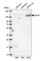 Anti-DHX8 Antibody