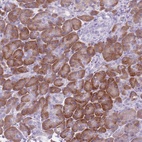 Anti-HYOU1 Antibody