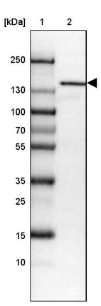 Lane 1: Marker [kDa] 250, 130, 100, 70, 55, 35, 25, 15, 10_br/_Lane 2: Human cell line HEL