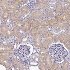 Immunohistochemical staining of human kidney shows weak cytoplasmic positivity in cells in tubules.