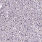 Immunohistochemical staining of human pancreas shows no positivity in exocrine glandular cells as expected.