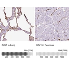 Anti-CAV1 Antibody