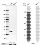 Western blot analysis in human cell line A-431 and human cell line CACO-2.