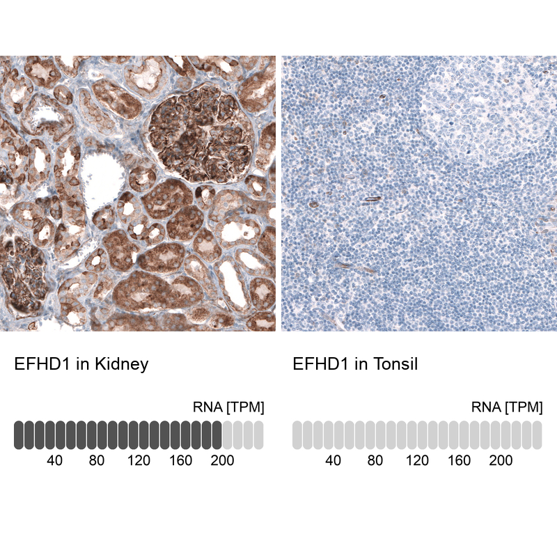 Anti-EFHD1 Antibody