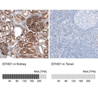 Anti-EFHD1 Antibody