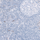 Anti-EFHD1 Antibody