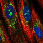 Immunofluorescent staining of human cell line BJ shows localization to nucleoli fibrillar center & the Golgi apparatus.