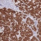 Anti-RNF4 Antibody