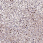 Anti-AKAIN1 Antibody