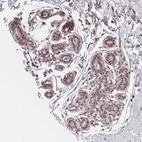 Immunohistochemical staining of human breast shows moderate to strong nuclear positivity in glandular cells.