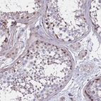 Immunohistochemical staining of human testis shows moderate nuclear positivity in a subset of cells in seminiferous ducts.