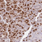 Immunohistochemical staining of human stomach shows strong cytoplasmic positivity in glandular cells.