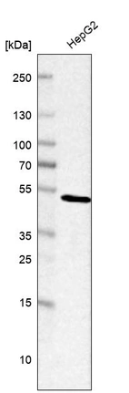 Western blot analysis in human cell line HepG2.