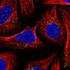 Immunofluorescent staining of human cell line U-2 OS shows localization to endosomes & lysosomes.